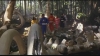 Filename=ScreenShot291.jpg
Filesize=162KiB
Dimensions=640x360
Date added=Jan 26, 2006 ScreenShot291.jpg