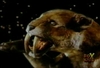 Filename=ScreenShot215.jpg
Filesize=44KiB
Dimensions=352x240
Date added=Jan 26, 2006 ScreenShot215.jpg