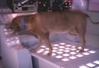 Filename=talkingdog.jpg
Filesize=17KiB
Dimensions=512x352
Date added=Jan 19, 2009 talkingdog.jpg