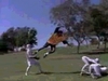 Filename=ScreenShot034.jpg
Filesize=57KiB
Dimensions=320x240
Date added=Feb 25, 2007 ScreenShot034.jpg